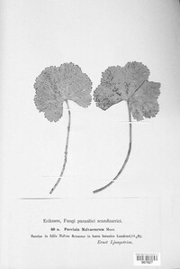 Puccinia malvacearum image